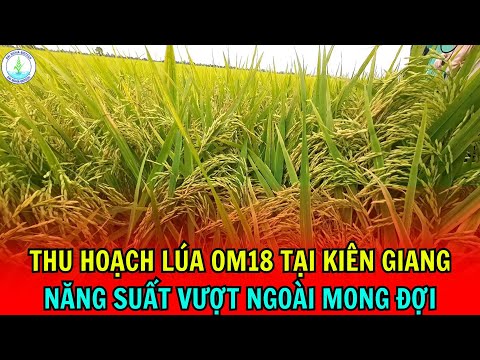     0:05 / 8:01   OM18 Kiên Giang vượt Đại Dịch Đông Xuân| Năng suất ngoài mong đợi 1,3 tấn/công là chuyện nhỏ