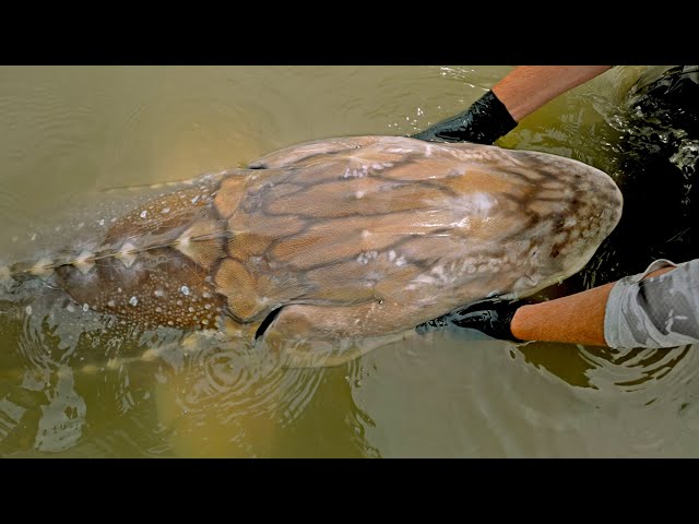 Catching a Real River Monster