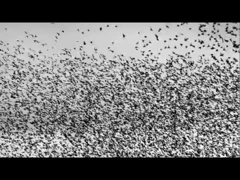 Video thumbnail for Starlings Over Brighton Pier