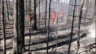 Ormanların biyolojik mücadele ajanları yangında kurtarıldı