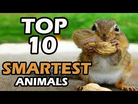 地球上で最も賢い動物トップ 10