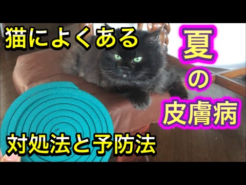 猫のキュートレブラ – その正体、症状、治療法