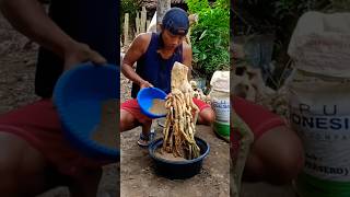 Download lagu Bonsai Serut Tanam Terbalik Menggunakan Media Tanam Pasir Sungai #Shorts mp3 Download lagu Bonsai Serut Tanam Terbalik Menggunakan Media Tanam Pasir Sungai #Shorts mp3