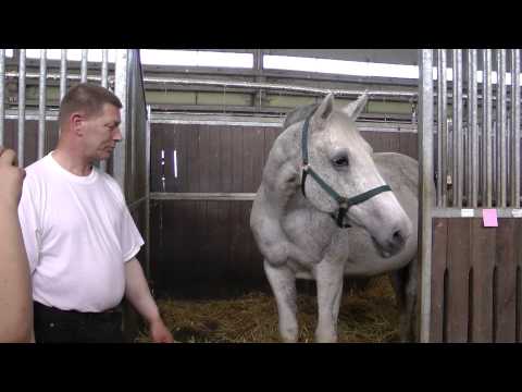 Impressionen vom Tag der offenen Tür am 05. Mai 2013, Nordica, *1998, von Cassini I - Latino