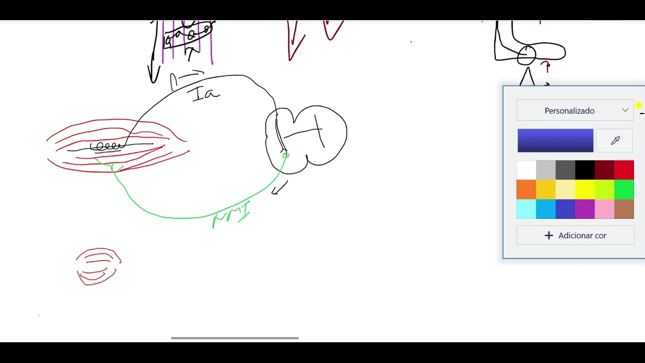 MOTRICIDADE  (3-FUSO NEUROMUSCULAR, MOTONEURÔNIO ALFA E GAMA)