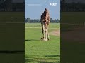 Giraffe Intrigued By Tiny Fawn
