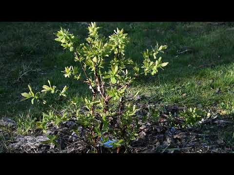 Jagoda kamczacka/Honeyberry-niewymagająca i odporna/undemanding and resistant [ENG SUB]