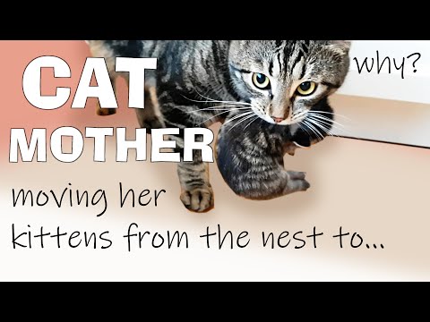 Mother Cat Suddenly Moving Baby Kittens From The Nest - Why?