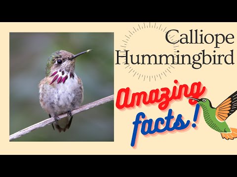 Calliope Hummingbird facts 🦜 native to the United States 🇺🇸 and Canada 🇨🇦