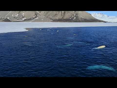 Spitzbergen -  Geocaching-Tour im Reich der Eisbären