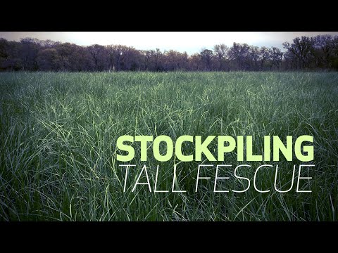Stockpiling Tall Fescue for Winter Cattle Feed – Forage & Livestock Town Hall (Full Video)
