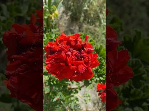 #Flowers#GardenBeauty#FloralArrangements#Blooms#NatureLovers#BotanicalBeauty#FlowerGarden