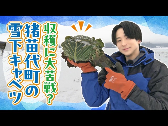 【澤夏、まさかの大苦戦...？】低温熟成「雪下キャベツ」の収穫に挑戦！