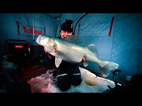 Lake Winnipeg is ON! Big Shallow Walleye