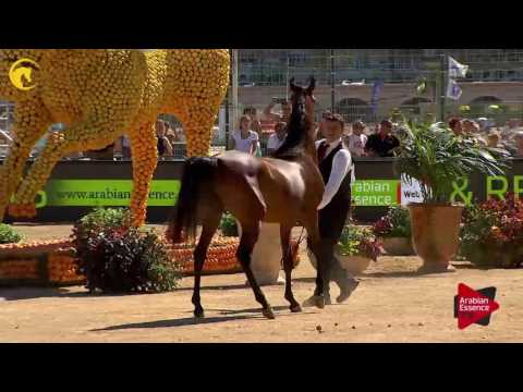 N.41 HDM MARIA APAL - MENTON 2017 - Fillies 2 years old (Class 2B)