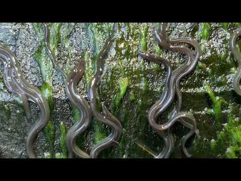Elvers climbing a vertical slope at Ennistymon Falls
