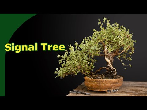 Potentilla as a bonsai