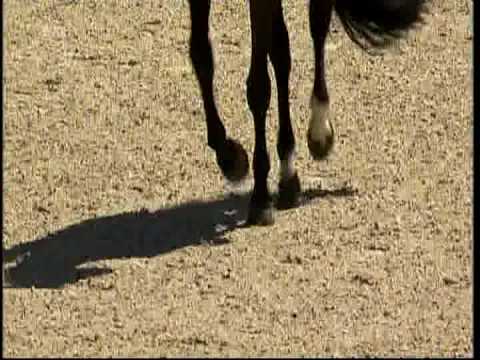 Aachen CHIO 2010 - Kür - Viktoria Max-Theurer