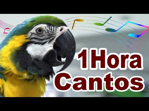 10 melhores cantos para ensinar papagaio - Treinamento de canto para papagaio