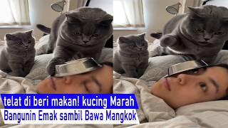 Download lagu MUST LAUGH! Angry about being fed late, cat wakes up mom while scratching / Funny Compilation Video mp3 Download lagu MUST LAUGH! Angry about being fed late, cat wakes up mom while scratching / Funny Compilation Video mp3