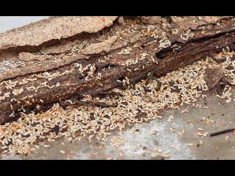 Helpful Signs To Identify Termites In Your Home