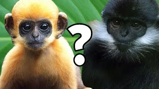 Baby Animals Who Grow Up To Look Totally Different