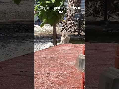 #sad #harsh #reality of #life why the most #amazing #beings #live the shortest #lives #gooddieyoung