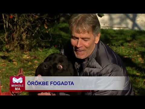 Videó előnézet
