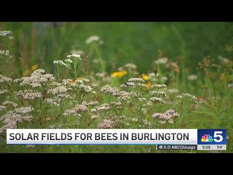 How solar energy companies are helping pollinators