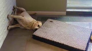 When your dog is more funny than you -  Funniest Animals 2023