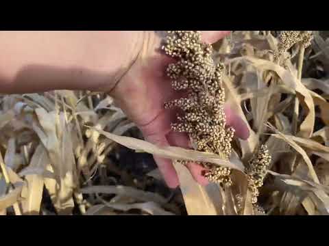Herbicide Application for Sorghum