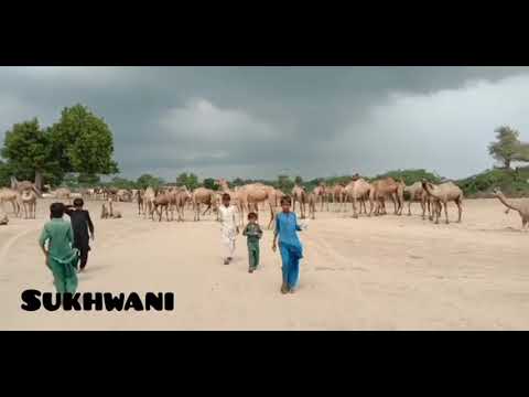 Sindhi songs thari uth #camal #Animals #fozia_soomro #like_nature  #beautifull thar