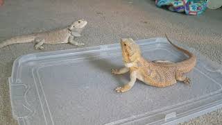 Introducing a male bearded dragon to my big 785 gram female.