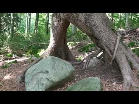 Nationalpark Bayerischer Wald