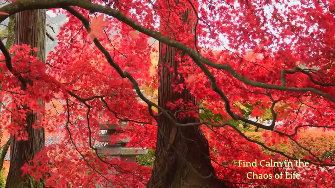 Exploring the 528 Hz Frequency on Insight Timer, insight timer 528 hz