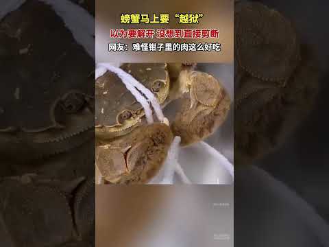 螃蟹馬上要「越獄」，以為要解開，沒想到直接剪斷。網友：難怪鉗子裡的肉這麼好吃。