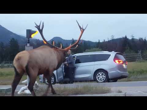Big elk is grumpy