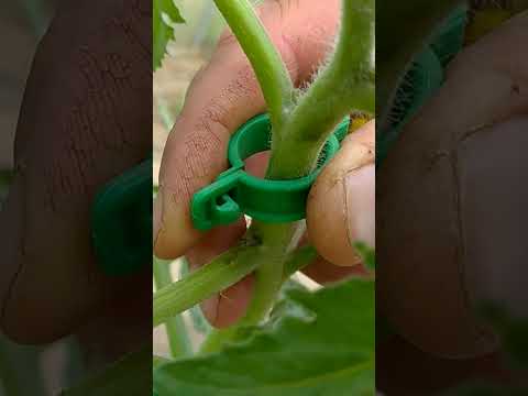 фото клипсы для подвязки томатов  и огурцов 0