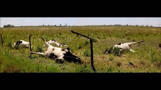 Fueron animales, podrían haber sido personas.