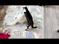Never Underestimate A Blind Cat S Fighting Skills
