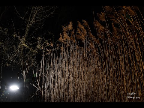 Entfesselt Blitzen in der Natur (Die Erste)