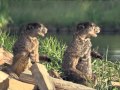 GEICO Rhetorical Questions II Woodchucks 30 10108