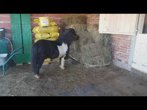 ponei armasaru si iepele