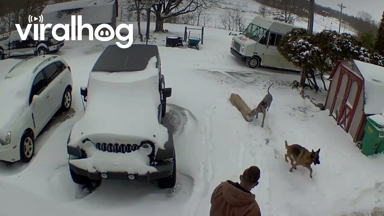 Dogs Startle Delivery Driver || ViralHog