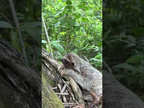 Perezoso de 3 dedos - Bocas del Toro - Panamá