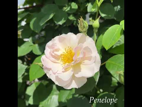 ハイブリッドローズ「フィオナ・ゲリン」 植物