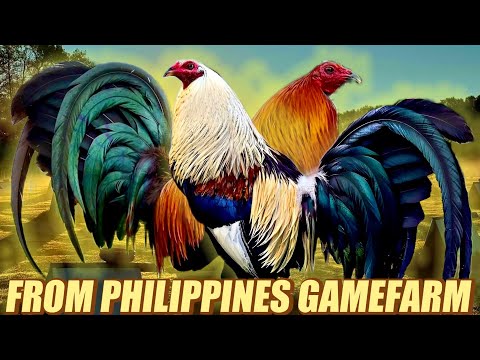 Grey Albany Hatch Ruble And Brownred Mclean Hatch Leiper - FROM PHILIPPINES GAMEFARM