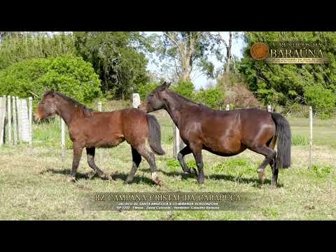 RZ CAMPANA CRISTAL DA CARAPUÇA   5º Leilão de Rústicos da Baraúna, 29 09 18