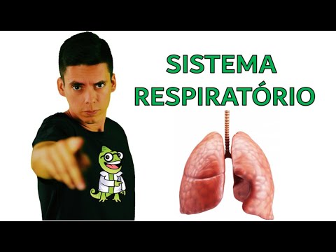 Respiratory System - Summary Professor Gustavo Schmidt