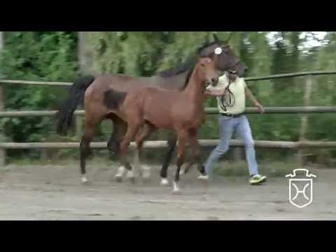 IZ203 Stutfohlen von Casall - Corrado I - Locato